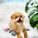 어서왈왈 이미지