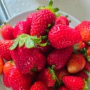 달을보는농부 | 농라 <달을보는농부> 후루룩 설향 딸기 3kg 후기