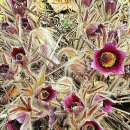 양지할머니 이미지