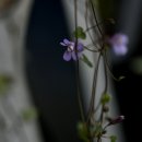 다시 봄 (덩굴해란초) 이미지