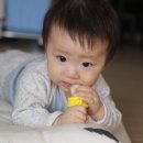 초록마을 바나나나무 이미지