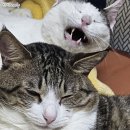 CU 춘천현대점 | ˖⁺‧₊˚2025년 3월 넷째 주 일상♡˚₊‧⁺˖