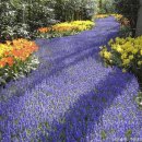 꽃샘추위만 지나면 꽃놀이철! 추천 봄나들이 장소 네덜란드 큐켄호프 이미지