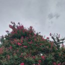 음식장만 ㅡ시장보기 이미지