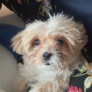 부산강아지분양 테디럽 명지본점 | 애견분양 부산 강서구 명지동 부산강아지분양 테디럽 명지본점 위치 가격 후기