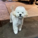 븜프그루밍 이미지