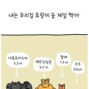 말랑말랭 이미지