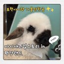 근교 나들이. 마이애니멀스토리 IN 평강랜드에서 테디베어 소와 블랙노즈양 관람. 주말나들이 솔직후기
