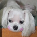 펫시스터즈 네이버블로그