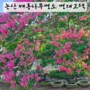 파평도서관 | 논산여행 배롱나무명소 명재고택