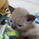 난니꼬양 이미지