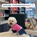 모노도그 | [ 김해애견용품 ] 부산 근교 애견용품 편집샵 모노도그 내돈내산후기 강추 !