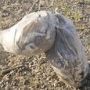 풍선식당 이미지