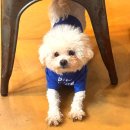 이리유치원 | 경기북부 의정부역 애견카페 '이리오시개' 핫플 데이트 후기! (애견카페, 애견호텔, 애견유치원)