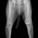 잠실베스트동물병원 수술재활센터 이미지