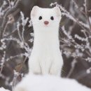 껸실이흄이고꿈이현실같아