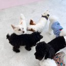 파브 퍼피 이미지