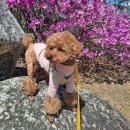 스타일좋개 이미지