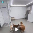 멍얀트리 이미지