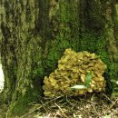 미국에서 선호하는 식용야생버섯(1/2) American best edible wild mushrooms 이미지