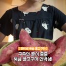 해남 유명 농장｜13BRIX 당도폭발! 부드럽고 달달한 해남 꿀고구마 내돈내산 솔직후기