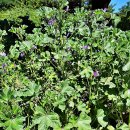 꽃잎의 짙은 맥이 멋스러운 머스크멜로우(Musk mallow) 이미지