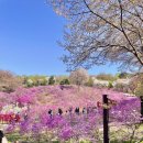 전국노래자랑노래연습장 | [부천] 2023 진달래동산 방문 후기 🌸