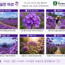보랏빛 감성이 물드는 섬, 퍼플섬과 버들마편초 사진잘찍는법 이미지