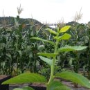 푸르매농장 이미지