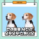 안산 반려동물 사진관 모푸모푸 스튜디오에서 강아지 증명사진 찍은 후기