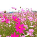 만경강 사수정 이미지