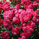 넝쿨장미집 이미지