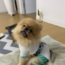 멍블링 이미지