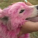 웃는강아지 이미지