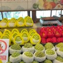 대만 예스폭진지 투어 내돈내산 후기 (예류 공원, 스펀, 지우펀 야경 쇼핑)