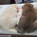 본동물병원 이미지