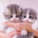 부산고양이분양 모나미네코 해운대본점 | 부산 고양이 분양샵 추천 - 부산고양이분양 모나미네코 해운대 본점 에서 분양받아보세용~♡