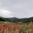 희망조경수판매 이미지