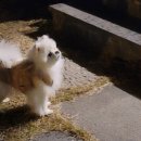 예쁘다 펫살롱 이미지