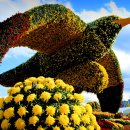 마산가고파국화축제 이미지