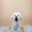 사르르몽몽 이미지