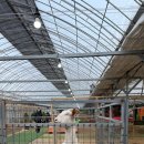 등골농장 | 용인딸기체험농장 추운 겨울에도 즐거운 헤븐온어스