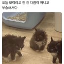 후룹로스터스 이미지