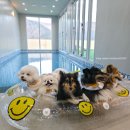 밀레사우나 | 300평 독채+미온수 무료?! 20곳 이상 다녀본 댕엄마 BEST | 경주 스테이오브제풀빌라 펜션 키즈 애견...