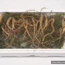 삼도농장 | 부모님선물 건강선물은 먹산삼 산양산삼 장뇌삼 추천