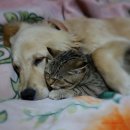 아기애견 이미지