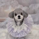 그루밍 하니 이미지