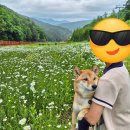 하이원 샤스타데이지 강아지와 카트투어 후기 정선 애견동반여행