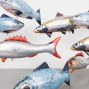 부산Fish 이미지