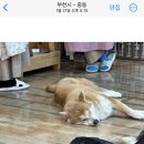함께할개 사랑할개 이미지